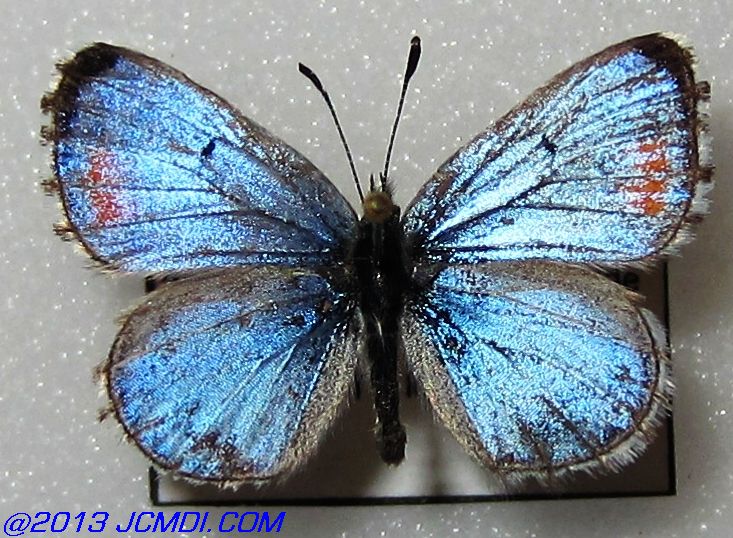 Philotes sonorensis (Sonoran Blue) butterfly life cycle image